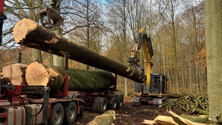 Exploitation forestière Tournai
